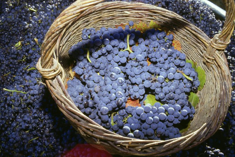 Kæmpetest: Tysk pinot noir