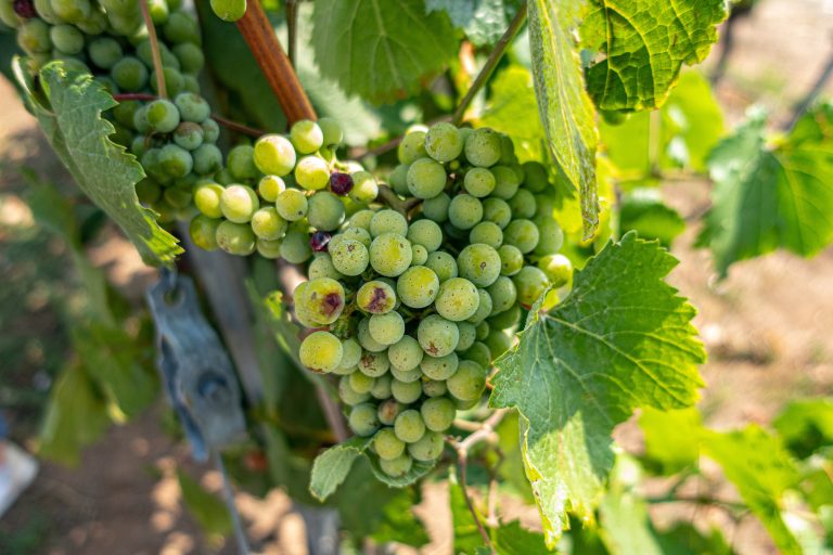 DO Ribeiro omfavner lokale druer og udfaser udenlandske sorter