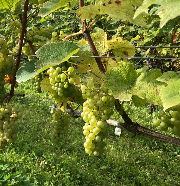 De bedste danske vine kåret