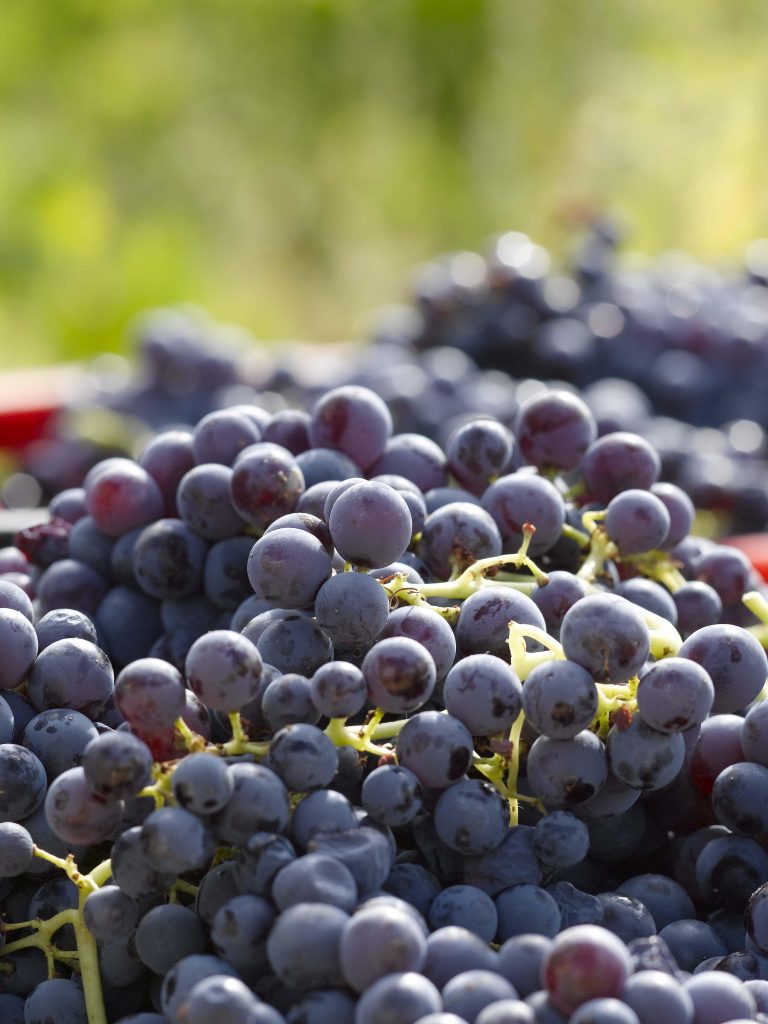 Den spanske garnacha bølge