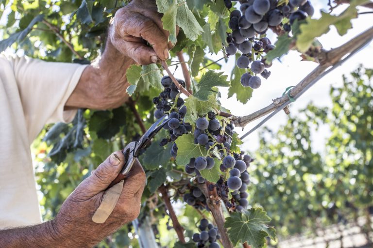 Paglione – vin, jord og håndværk i Daunia
