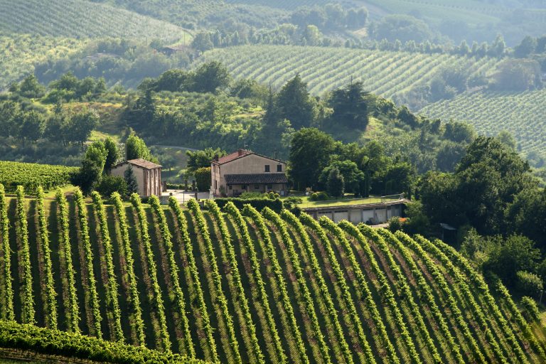 Renæssance i Romagna  — sangiovese fra Bolognas bagland