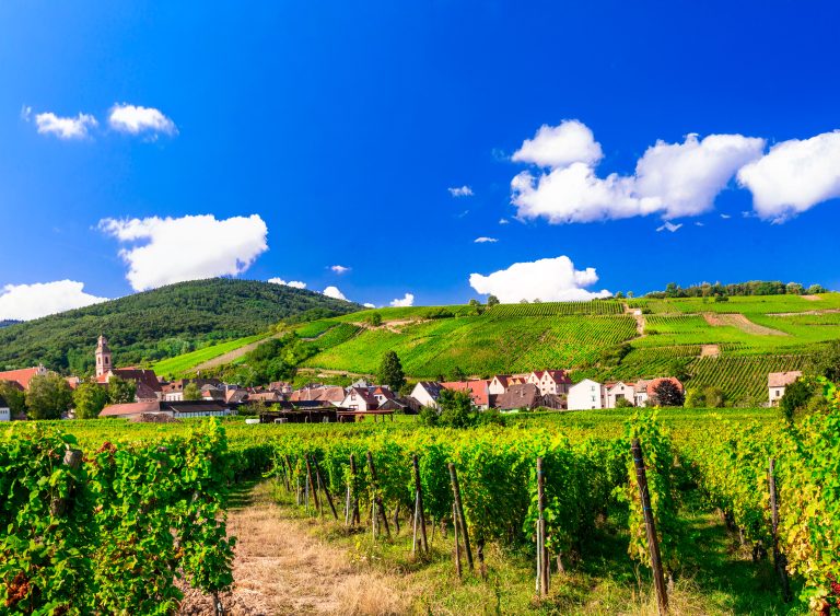 Kæmpetest: Silvaner