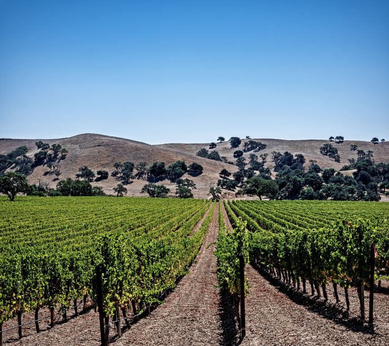 Kæmpetest: Pinot Noir fra USA